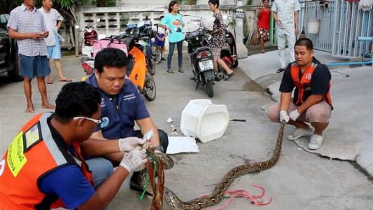 Estaba en el inodoro y una serpiente pitón le mordió el pene