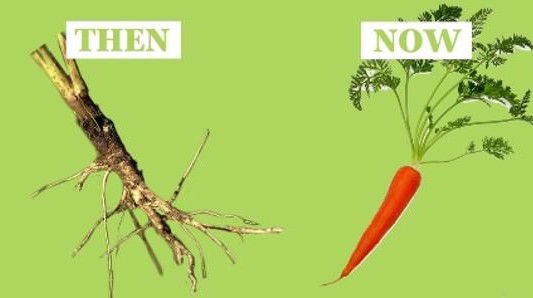 Video: ¿cómo eran las frutas y las verduras antes de que el hombre las manipulara?