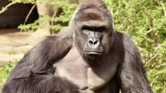 Polémica por el gorila que mataron en un zoológico de Estados Unidos