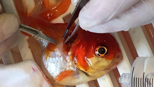 Inglaterra: una pareja operó a su pececito para extirparle un tumor cerebral