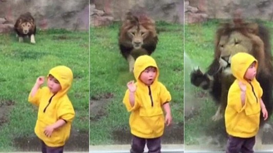 Video: el vidrio que salva a un nene de ser atacado por un león salvaje
