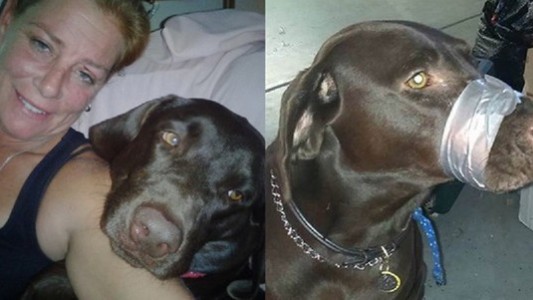 Le puso cinta en el hocico a su perro como "broma" y la condenaron a prisión