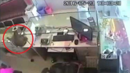 Video de cámara de seguridad: buscan a un mono que robó en una joyería