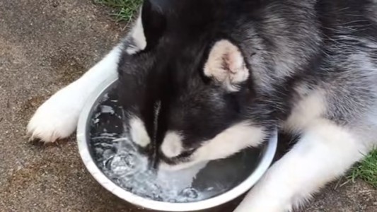 #EsViral El husky que hace burbujas en el agua conquista YouTube