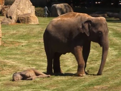 #EsViral La mamá elefante que pide ayuda para despertar a su bebé