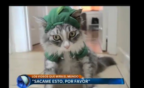 El gato disfrazado, el gallo durmiente, Serena enojada y más videos que mira el mundo