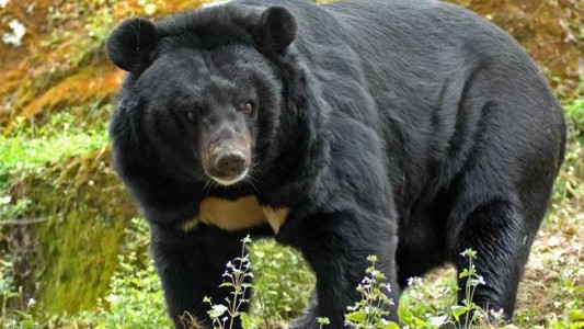 Un oso negro destripador mató a cuatro personas y aterroriza a Japón