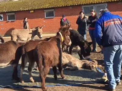 #EsViral El dolor de una manada de burros ante la muerte de uno de ellos