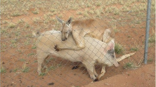 El extraño romance entre una cerda y un canguro