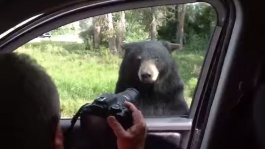 #EsViral El oso que aterroriza a una familia al abrirle la puerta del auto