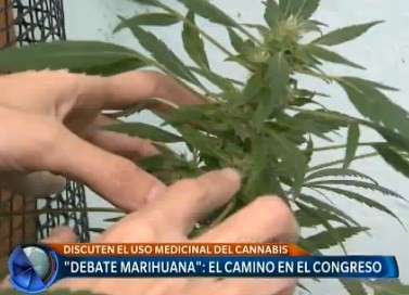 "Debate marihuana": el camino en el Congreso