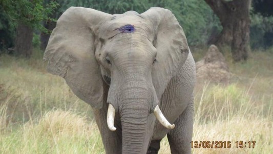 El elefante que pidió ayuda tras recibir un disparo en la cabeza