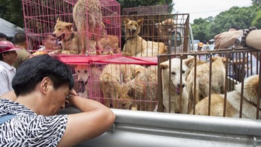 Unos 10 mil perros serán sacrificados este martes en el festival culinario más polémico del mundo