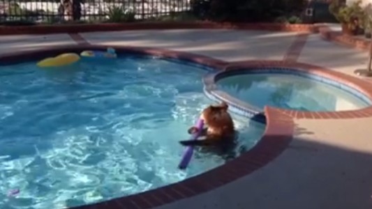 Salió al jardín y encontró a un oso en la pileta