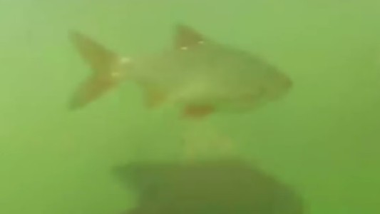 Video: los peces mutantes de Chernobyl