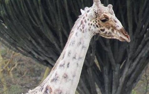 El insólito caso de la jirafa que se destiñe