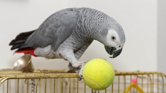 EE.UU.: podrían usar a un loro como testigo de un crimen pasional