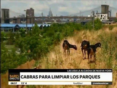 Cabras para limpiar los parques