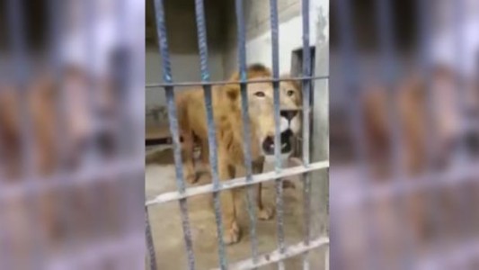 El desgarrador rugido de un león hambriento en el zoo de Yemen