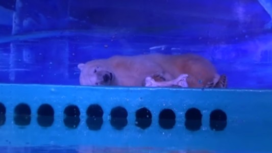 El oso polar "más triste del mundo" vive en un centro comercial de China