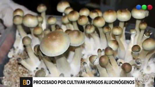 Lo detuvieron por cultivar hongos psicodélicos en el garaje y quedó procesado
