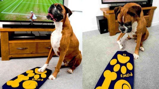 Crean el primer control remoto para perros