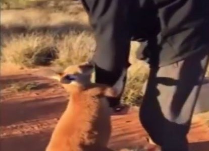 #EsViral Tierno bebé canguro se niega a separarse de su cuidador