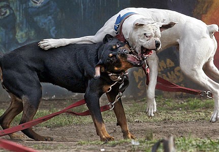 Una anciana murió al ser atacada por dos perros rottweiler