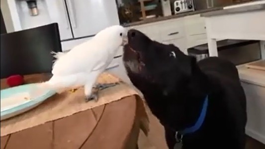 #EsViral El loro que alimenta al perro