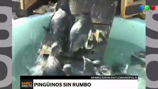 Crías de pingüinos aparecen en las playas de Florianópolis