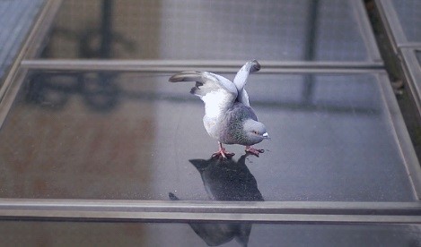 Los hipnóticos GIF del artista francés que todos comparten en las redes