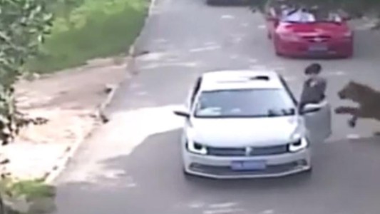 Pekín: una mujer murió al ser atacada por un tigre en un safari