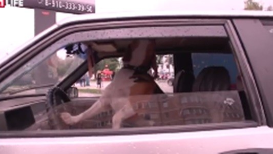 #EsViral el perro que reclama el regreso de su dueño al auto