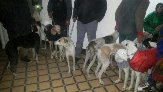 Carrera clandestina en Tres Arroyos: rescataron a 15 galgos y hallaron 23 liebre muertas