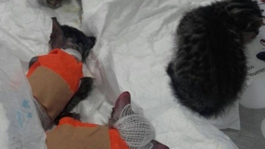 Indignación en España por un hombre que roció con ácido a unos gatitos recién nacidos