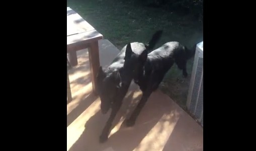 #EsViral el perro que va a buscar a su hermano