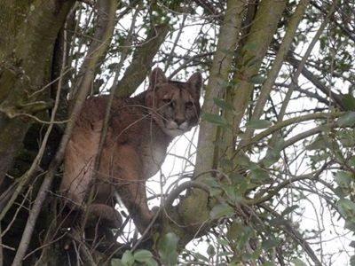 Un barrio de Bariloche conmocionado por la aparición de un puma en el fondo de una casa