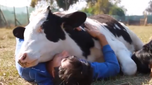 Campo: una app permitirá "chatear con los animales"