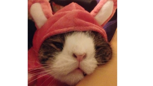 Monty, el gato con Síndrome de Down que es amado en las redes sociales