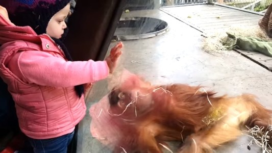 #EsViral El bebé orangután que tiene un don para el 'breakdance'