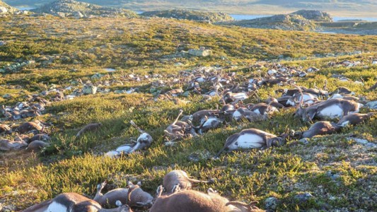 Noruega: más de 300 renos murieron durante una tormenta eléctrica