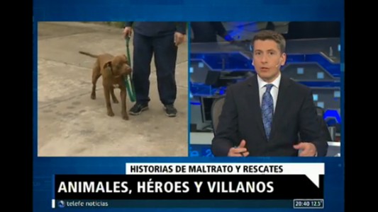 Maltrato animal: ¿qué dice la ley?