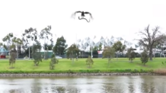 Un halcón dejó caer una serpiente sobre un asado