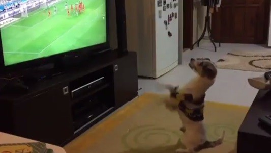 #EsViral El perro que grita los goles de su equipo