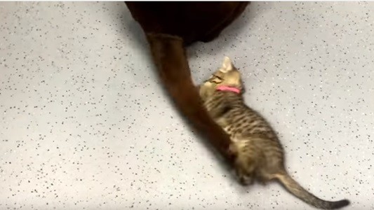 #EsViral La cola del perro es el mejor juguete