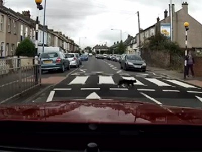 #EsViral El gato y la educación vial