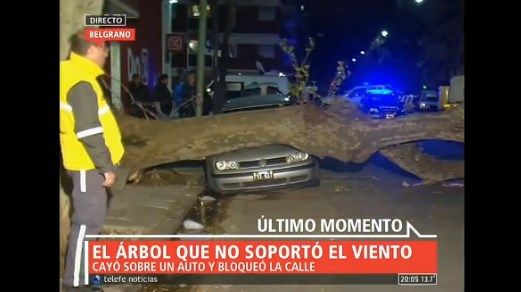 El árbol que no soportó el viento