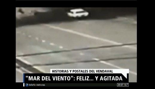 Mar del Plata: cayó un árbol sobre un auto que iba por la calle
