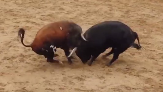 Video: murieron dos toros al chocar de frente