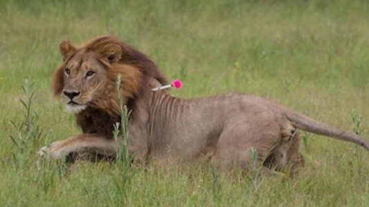 La historia de las cinco leonas que les creció melena y empezaron a actuar como leones